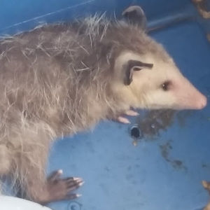 Meet your Posher, Kevin